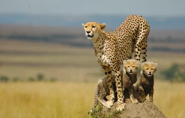 Семья, котята, гепард, мать