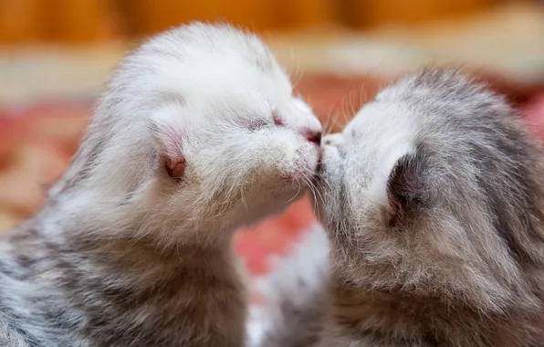 Кошки, поза, котенок, поцелуй, котята, малыши, серые, милота