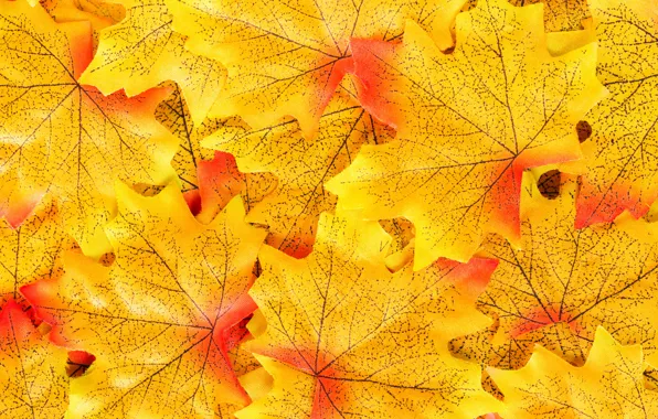 Осень, листья, фон, colorful, клен, background, autumn, leaves