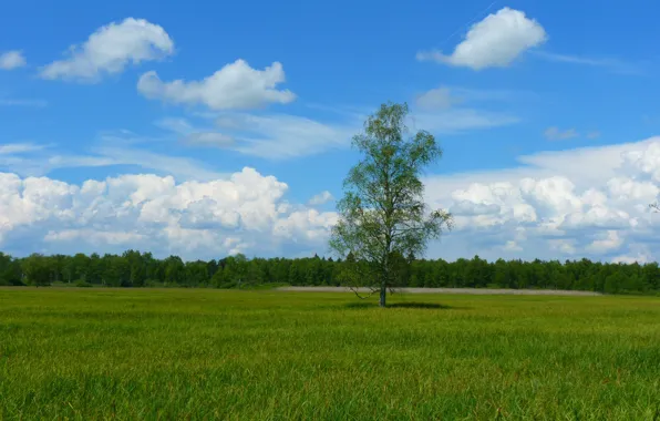 Картинка зелень, небо, трава, облака, пейзаж, природа, дерево, берёза