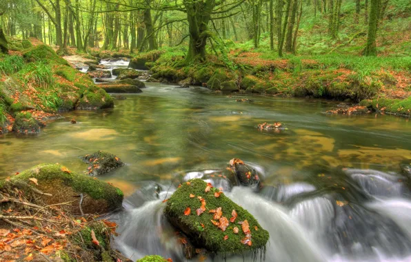 Вода, деревья, река, камни, течение