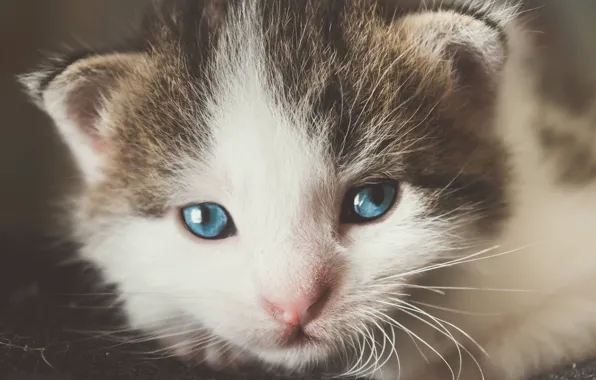 Кошка, глаза, усы, котенок, портрет, маленький, мордочка, милый