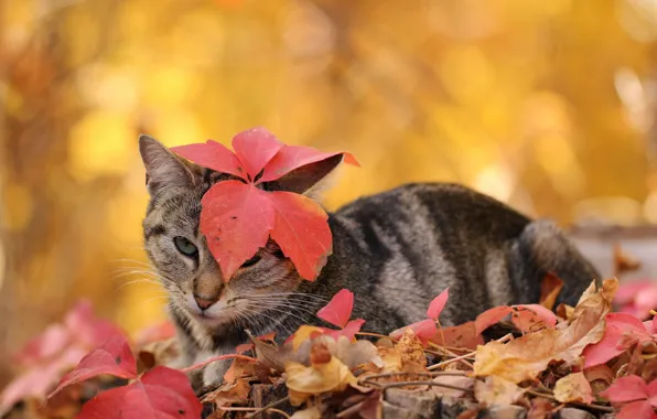 Картинка осень, кошка, листья