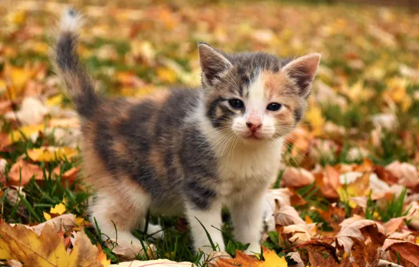 Осень, кошка, трава, взгляд, морда, листья, поза, котенок