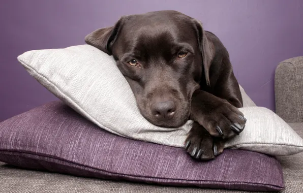 Картинка собака, лежит, подушка, лабрадор