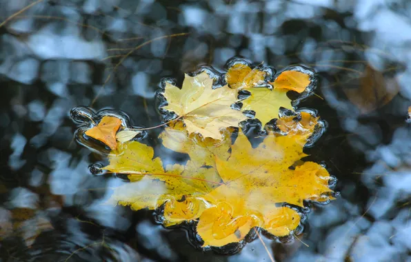Water, autumn, leafs, fall