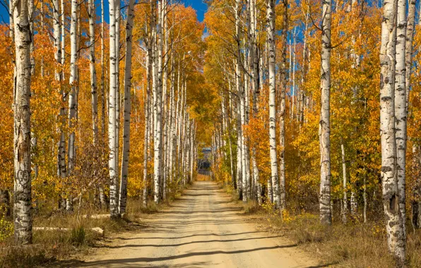 Картинка дорога, осень, деревья, желтые, солнечно, аллея, берёзы, роща