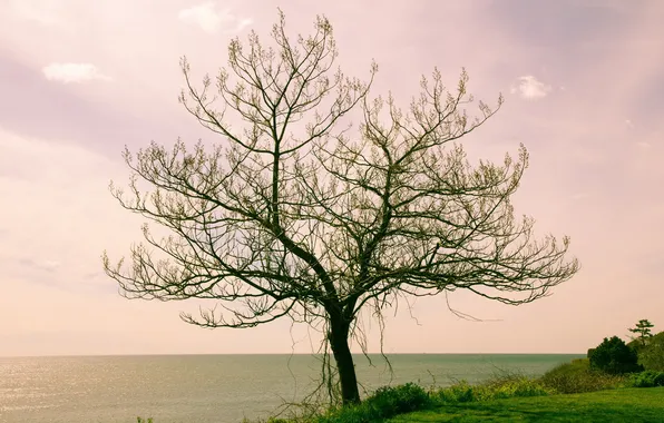 Картинка море, пейзаж, дерево