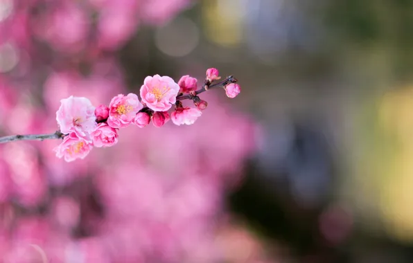 Цветок, flower, japan, pink, macro, боке, bokeh, Japanes apricot