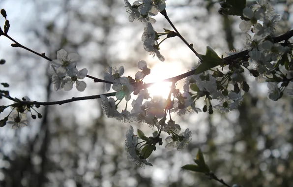 Картинка листья, цветы, природа, вишня, ветви, весна, цветение, spring