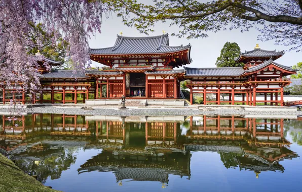 Пруд, отражение, весна, Япония, сакура, Japan, водоём, Byodo-In Temple
