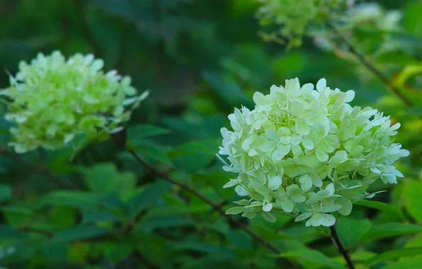 White, flower, hortensja