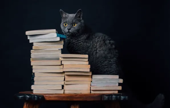 Картинка кошка, фон, книги