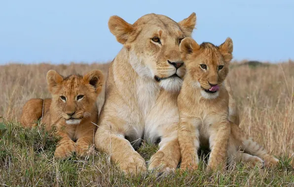 Картинка лев, семья, львята, львица, детеныши