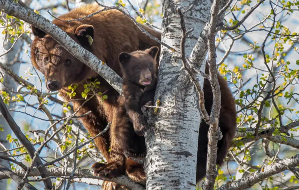Дерево, медведи, медвежонок, на дереве, медведица