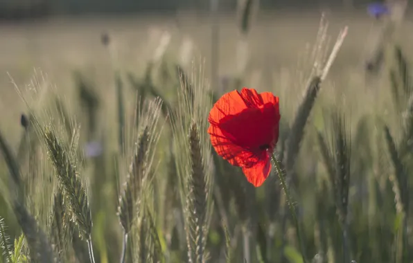 Field, bokeh, grain, poppy seed