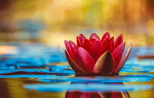 HDR, colors, colorful, flower, photography, nature, water, Water lily
