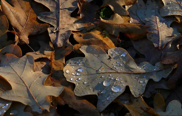 Картинка осень, роса, Листья дуба