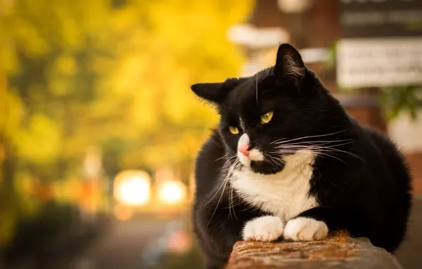 Глаза, кот, eyes, cat, боке, bokeh
