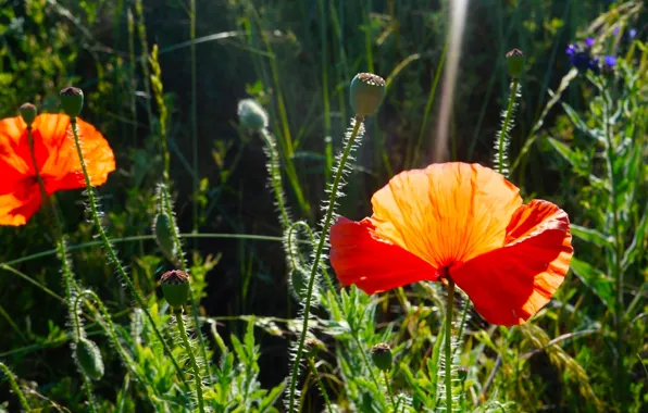 Red, flower, poppy