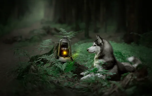 Картинка лес, собака, фонарь, папоротник, Хаски