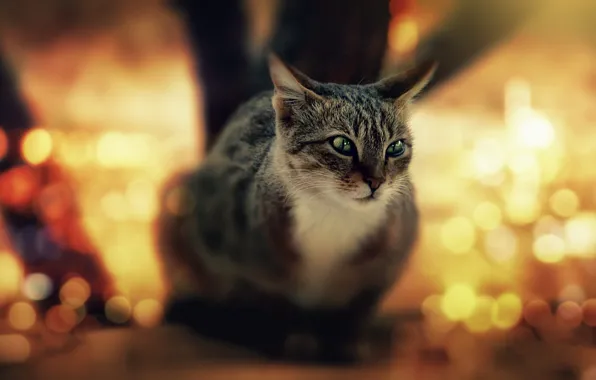 Кошка, кот, морда, свет, природа, блики, серый, дерево