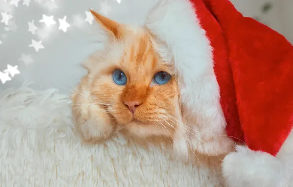 Кошка, белый, кот, взгляд, поза, портрет, рыжий, Рождество