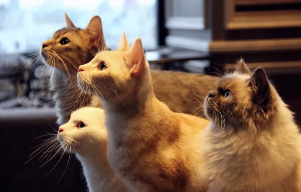 Усы, коты, смотрят