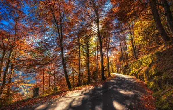 Картинка дорога, осень, лес, листья, солнце, деревья, горы, мох
