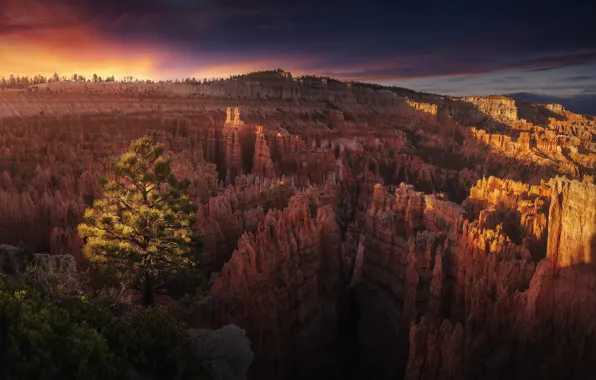 Картинка дерево, скалы, каньон, Аризона, США