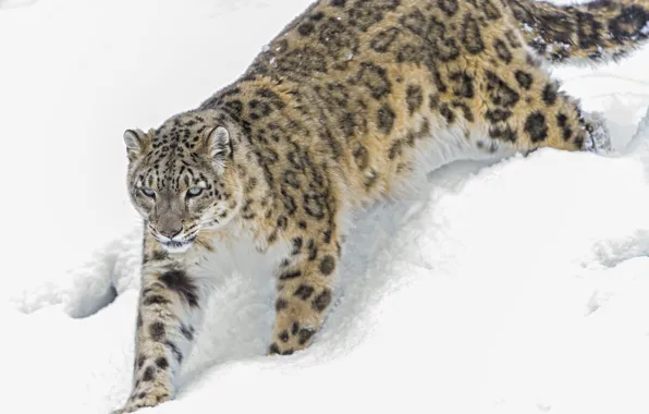 Картинка зима, кошка, снег, ирбис, снежный барс, ©Tambako The Jaguar