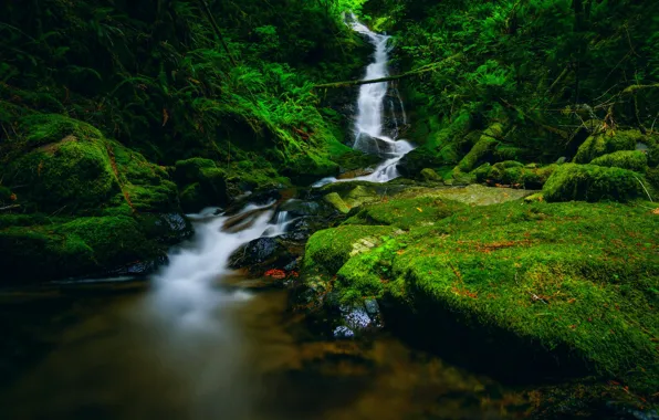 Зелень, листья, заросли, водопад, мох