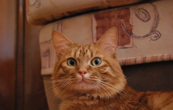 Кот, кошки, рыжий, беззащитный, Афанасий, беспомощный