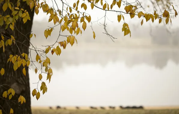 Листья, деревья, природа