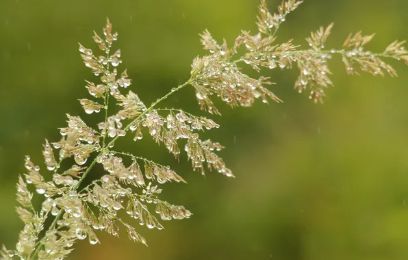 Grass, drops, blades