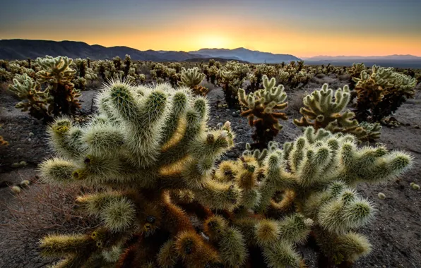Деревья, горы, кактус, Калифорния, зарево, США, кусты, Joshua Trees National Park