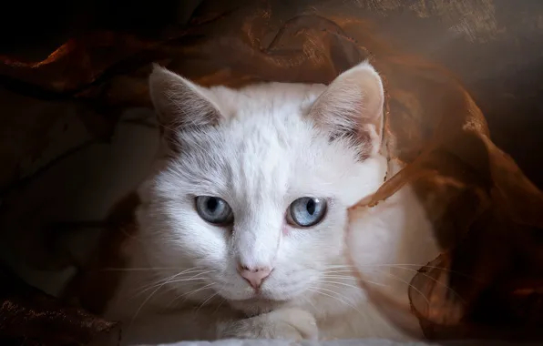 Кошка, белый, кот, взгляд, поза, портрет, ткань, белая