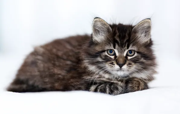 Картинка кошка, взгляд, лежит, котёнок, светлый фон