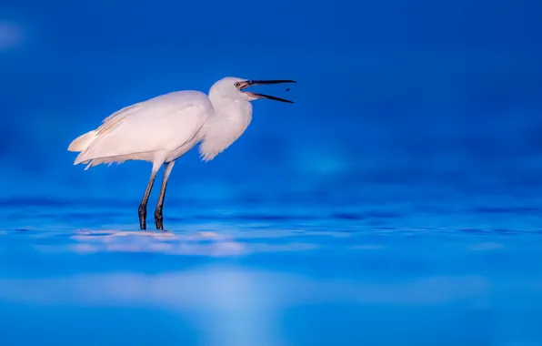 Природа, Reddish Egret, White morphe