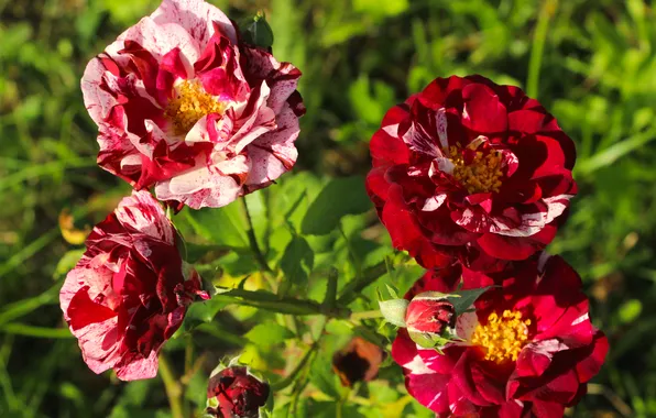 Red, pink, roses, blooming