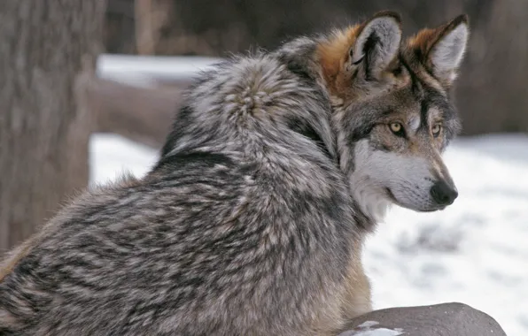 Взгляд, волк, шерсть, wolf