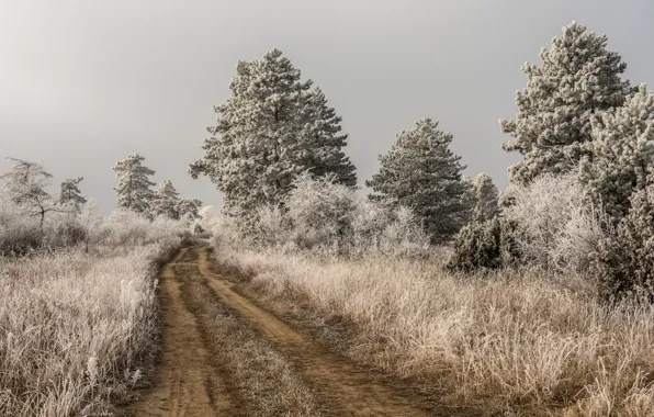 Картинка зима, иней, дорога, деревья