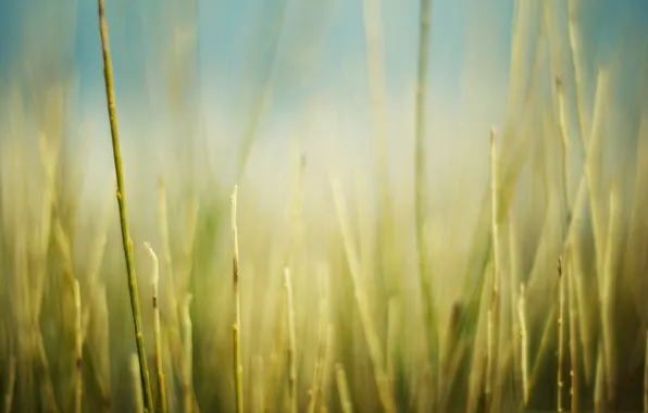 Картинка поле, трава, макро, природа, фото, фон, обои, обработка