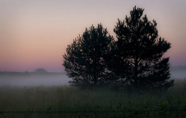 Картинка поле, пейзаж, ночь, природа, туман