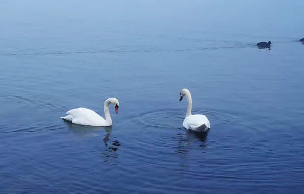 Swan, bird, water, lake