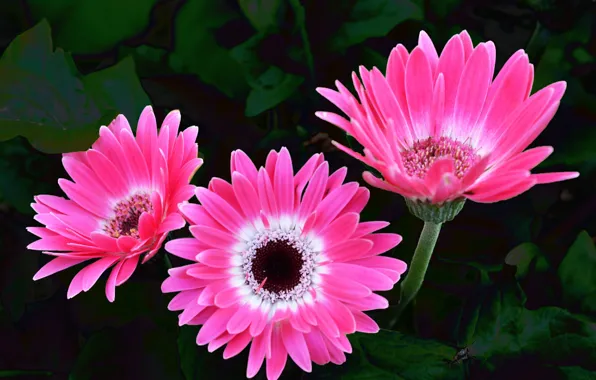 Розовые, герберы, pink, Gerbera