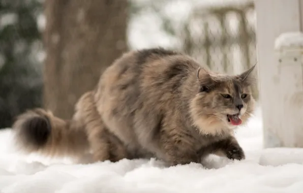 Картинка зима, язык, кошка