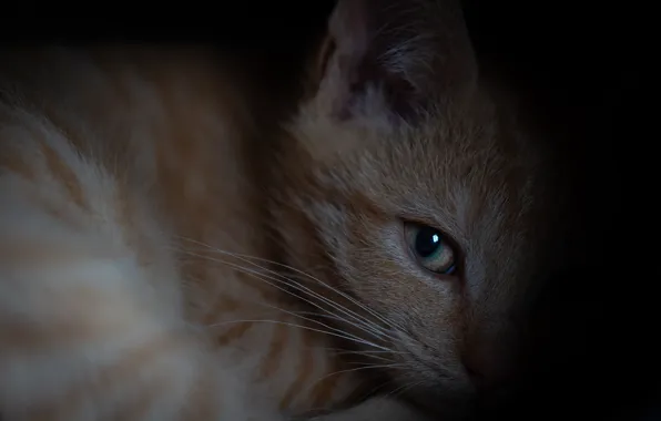 Кошка, кот, взгляд, крупный план, поза, глаз, темнота, котенок