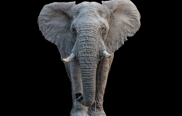Картинка природа, фон, слон
