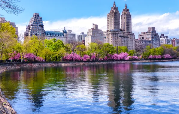 Деревья, дома, весна, Нью-Йорк, США, водоем, цветущие, Central Park